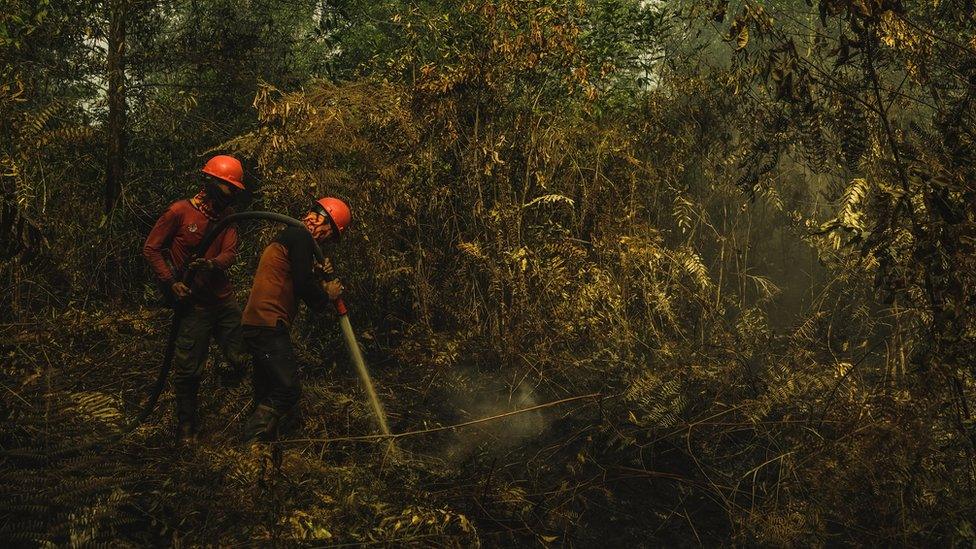 The forest fire brigade tries to extinguish a burning peatland fire in Riau Province, Indonesia