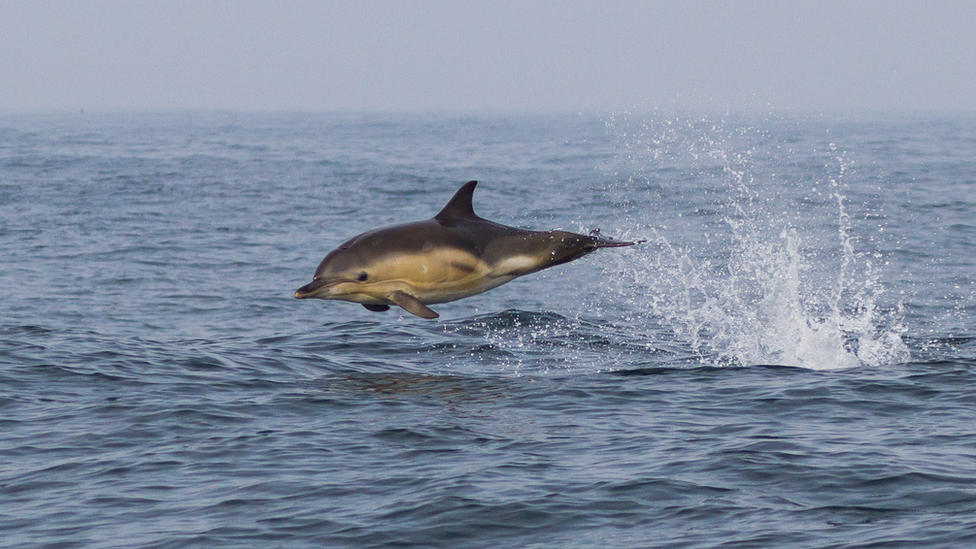 breachingcommondolphin