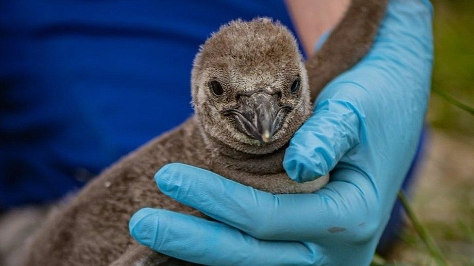 Humboldt penguin chick