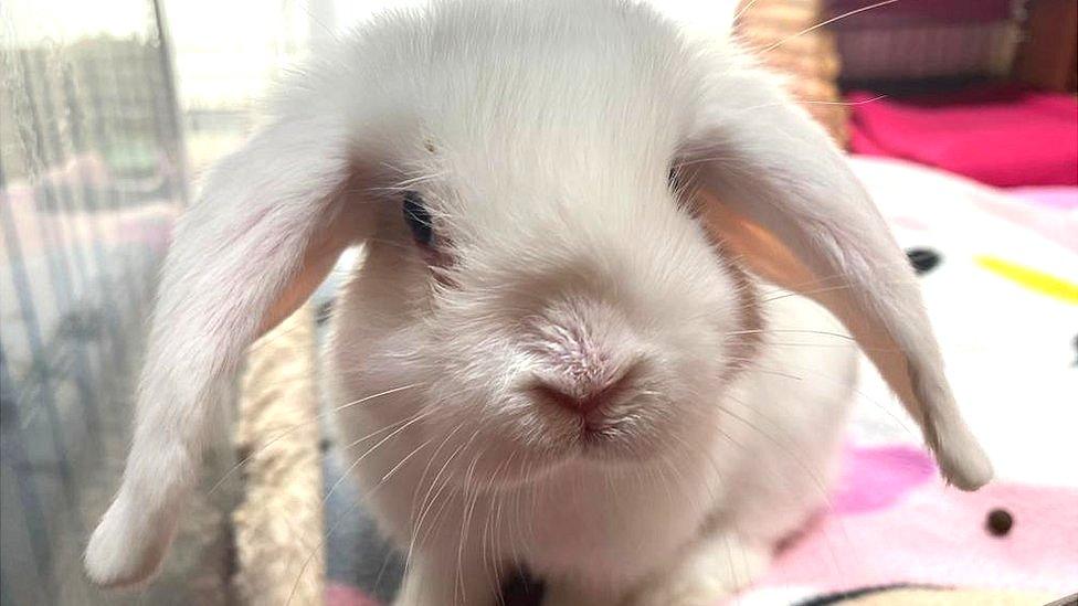 Coconut the rabbit at Bristol Animal Rescue Centre