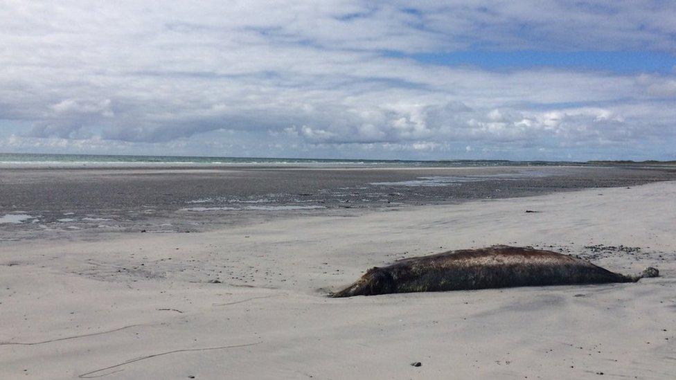 Dead Cuvier's beaked whale