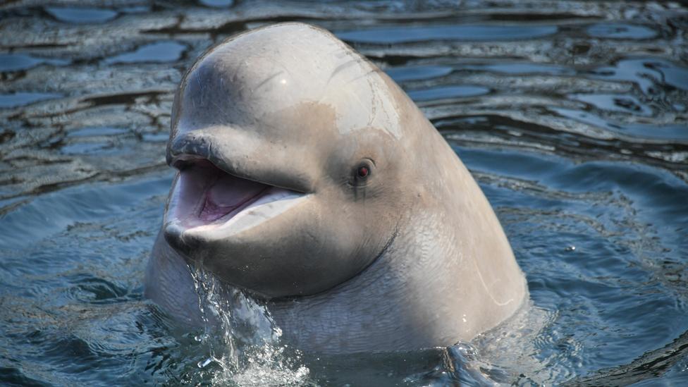 Beluga at Srednyaya Bay, 1 Mar 19