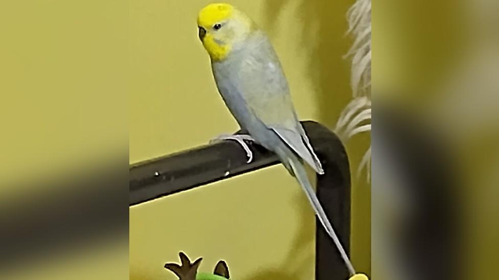 Budgie sitting on a perch