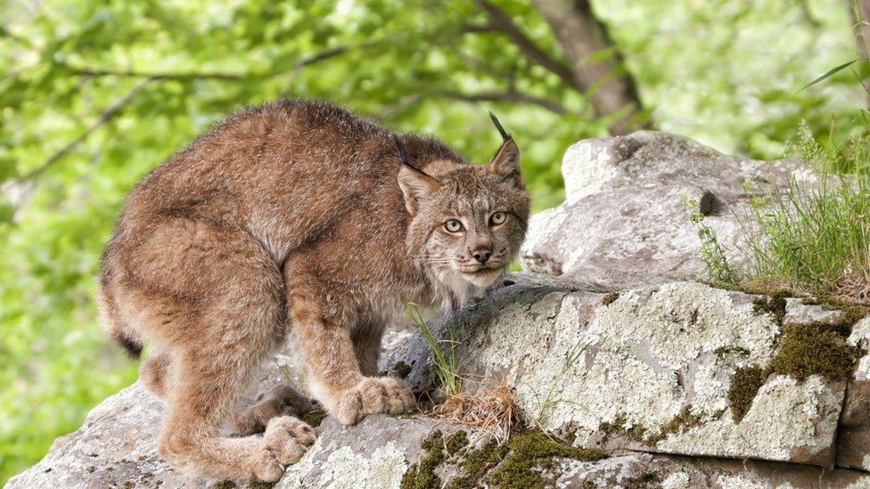 Lynx crouching on a rock outcropping in a forest