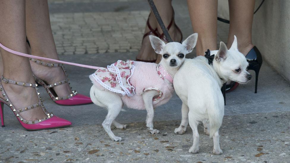 Chihuahuas