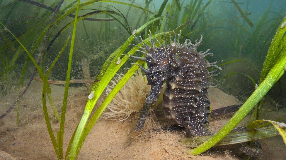 A seahorse sheltering is meadow of common Eelgrass