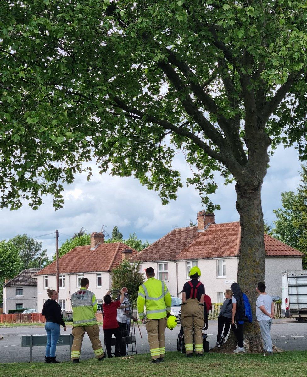 Attempted parrot rescue on 25 May