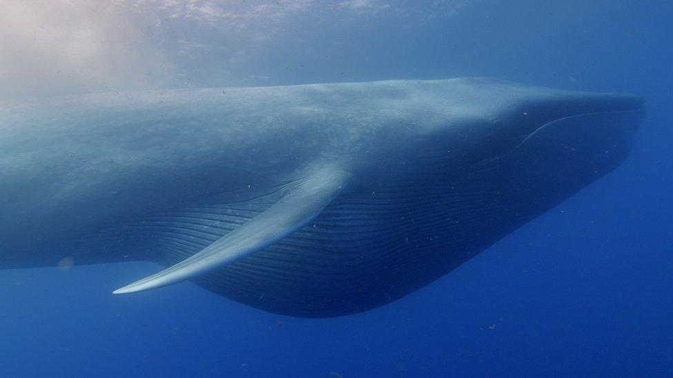 Blue whale