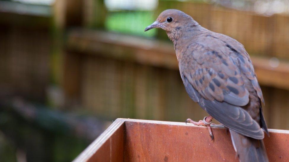 Socorro Dove at Bristol Zoo Gardens