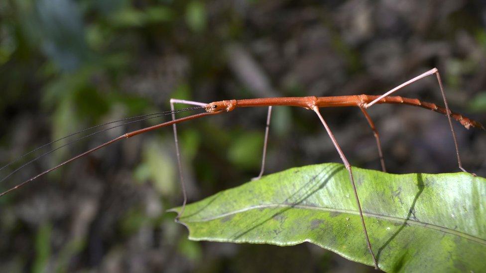 Seychelles stick insect