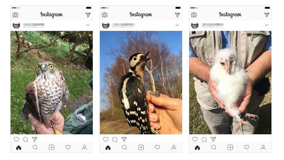 Jim Todd's Instagram posts of birds