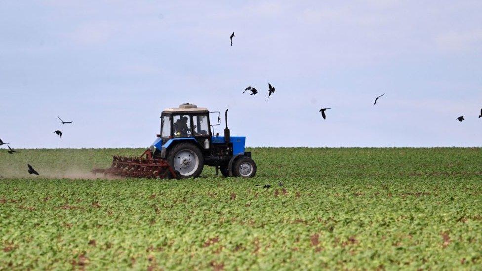 A man drives a tractor on a sunflowers field at a farm in southern Ukraine's Odessa region on May 22, 2022, on the 88th day of the Russian invasion of Ukraine.