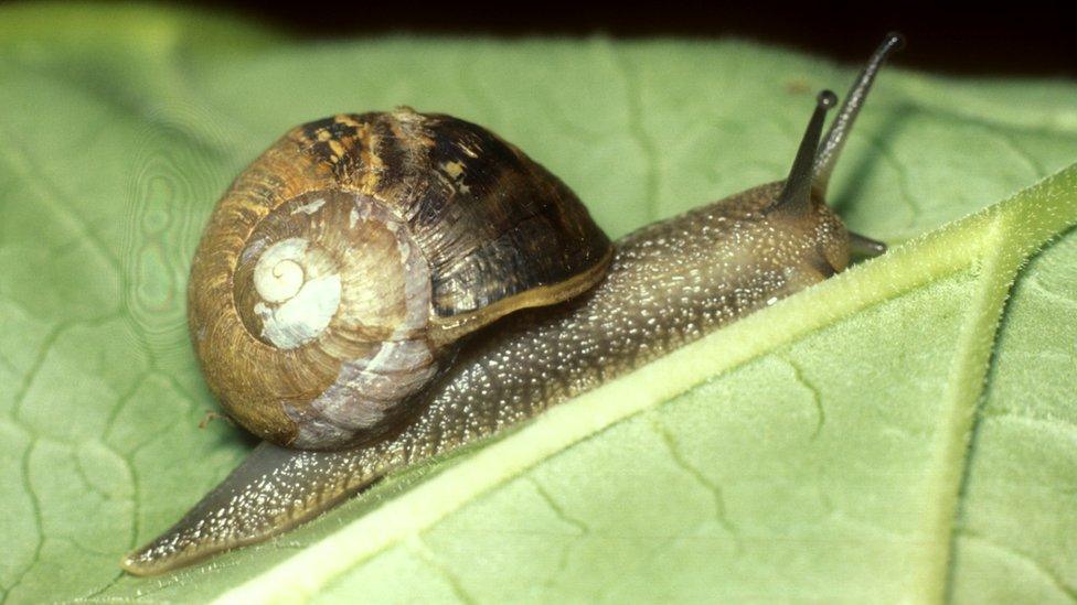 A common garden snail