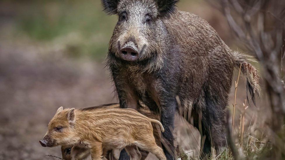 Boar To Be Wild photo of a female boar and its offspring