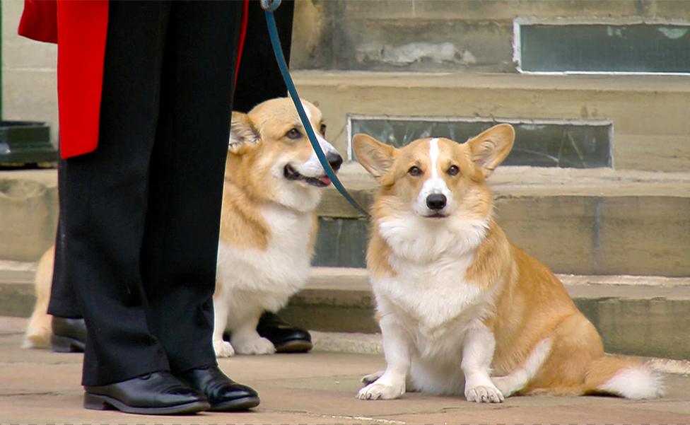 The late Queen's corgis wait at Windsor Castle