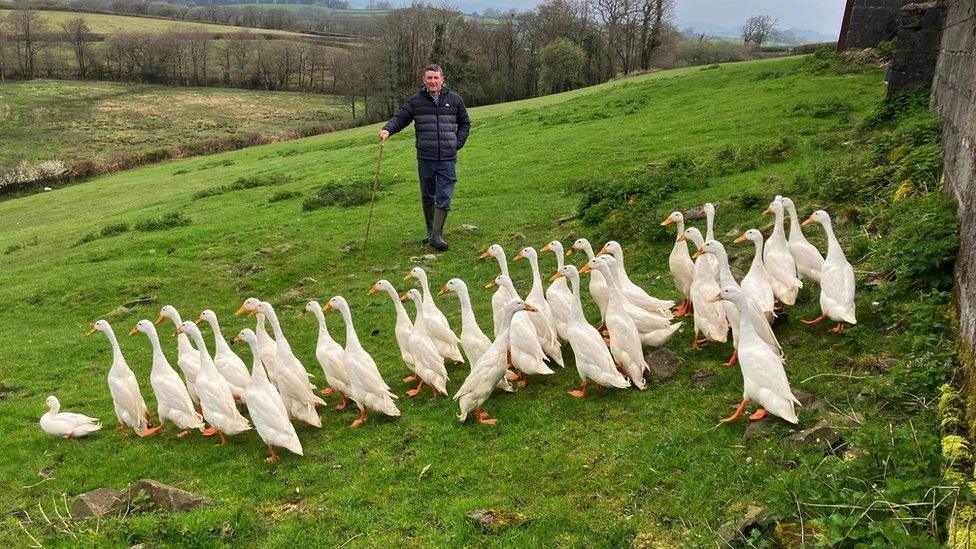 Poultry and a farmer