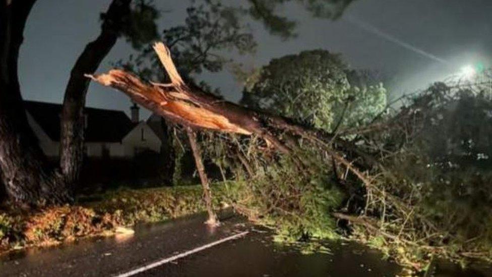 A tree down at St Brelade