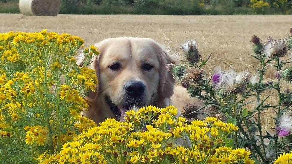 Cath Bevan, of Barry, took this picture of her dog Bertie enjoying the sun at lLandow in the Vale of Glamorgan.