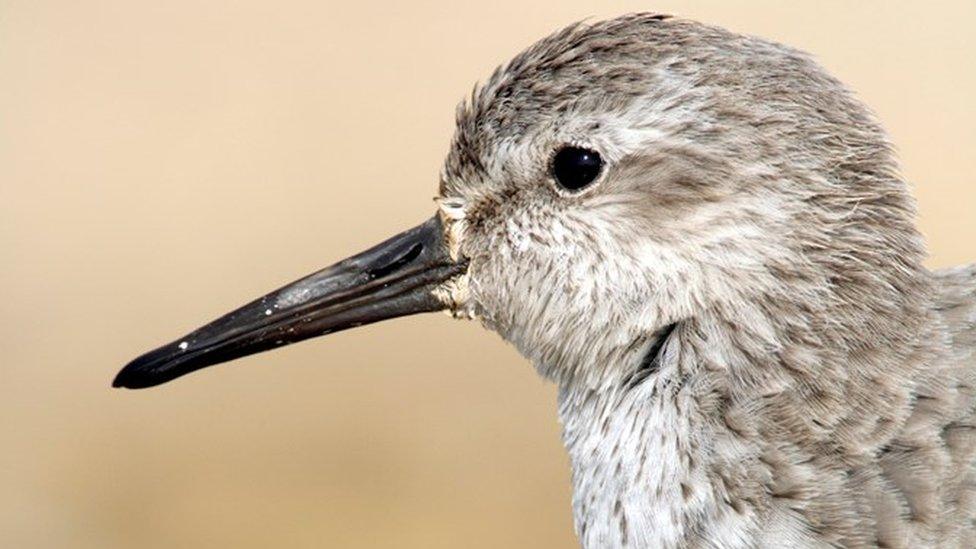 Knot Calidris canutus at Freiston Shore RSPB reserve, The Wash, Lincolnshire