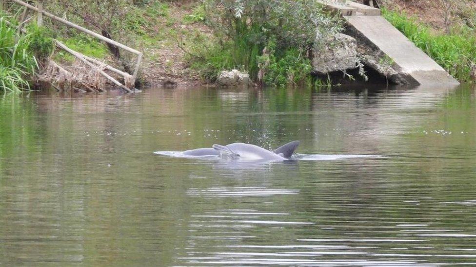 Dolphins swimming in river in Cambridgeshire