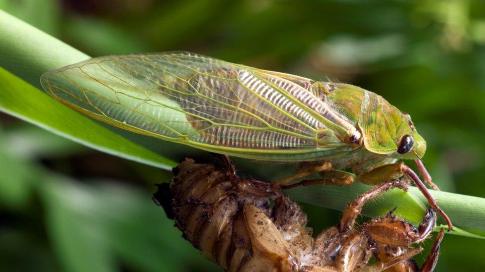 Green Grocer Cicada