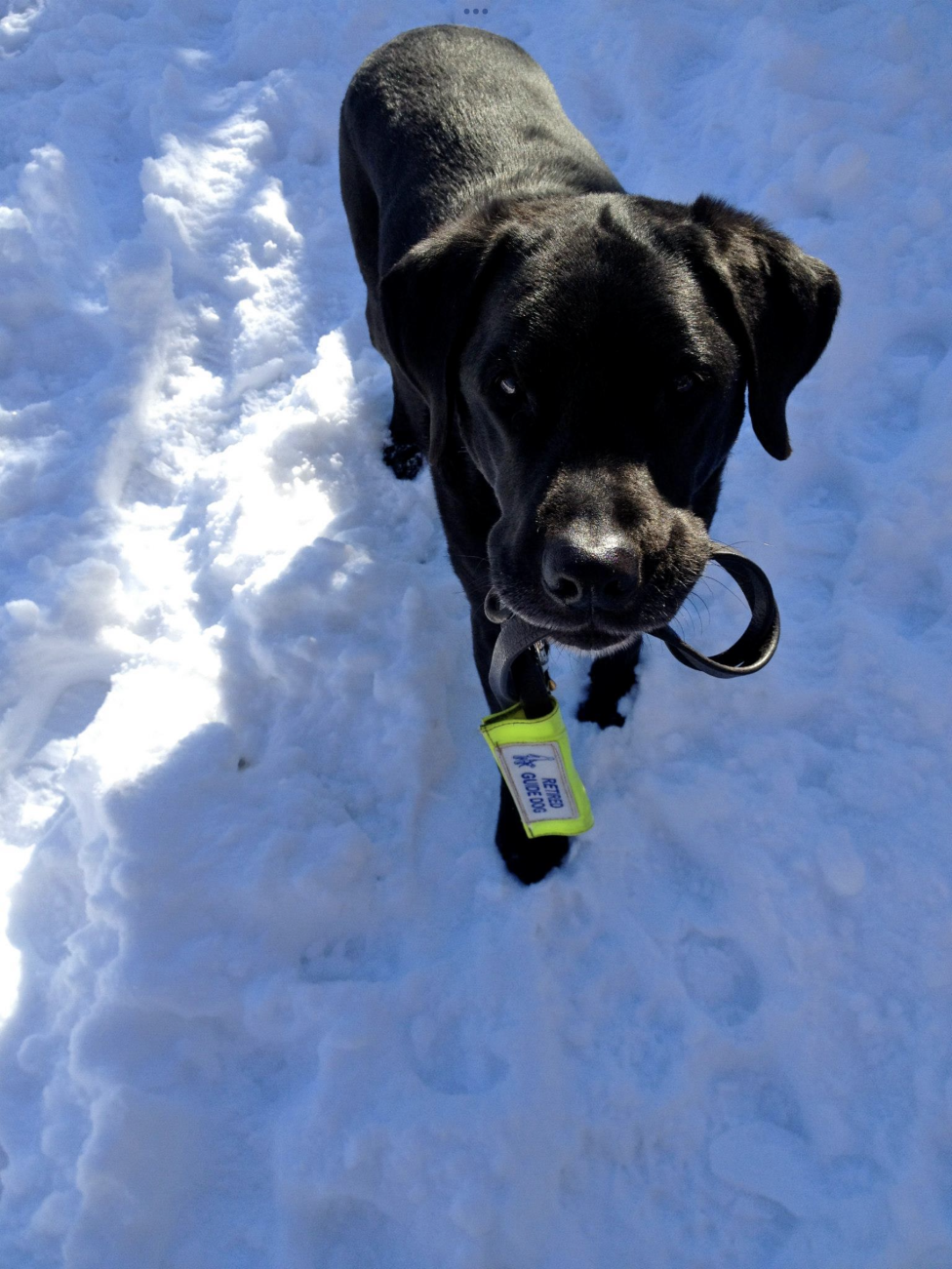 Moss, Ian's fifth guide dog, had a natural talent for stealing the limelight.