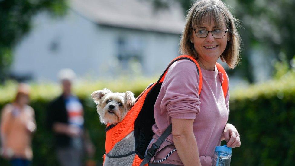 Little dog in a woman's backpack