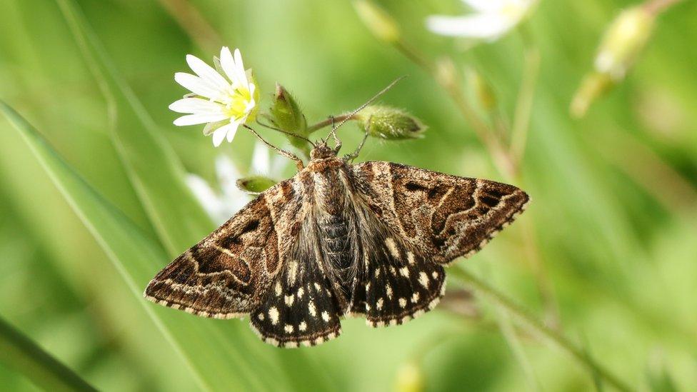 moth on flower