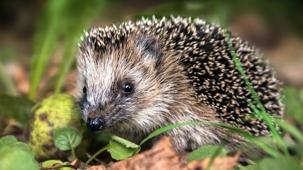 a hedgehog