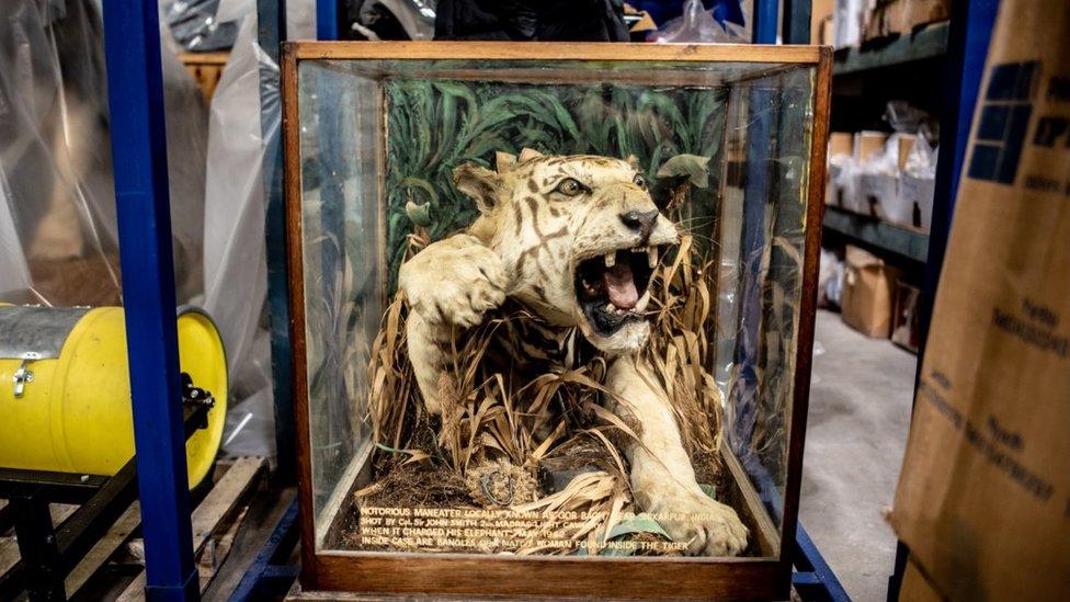 Stuffed tiger in an aggressive pose in a frame highlighting that this was apparently a man-eating big cat