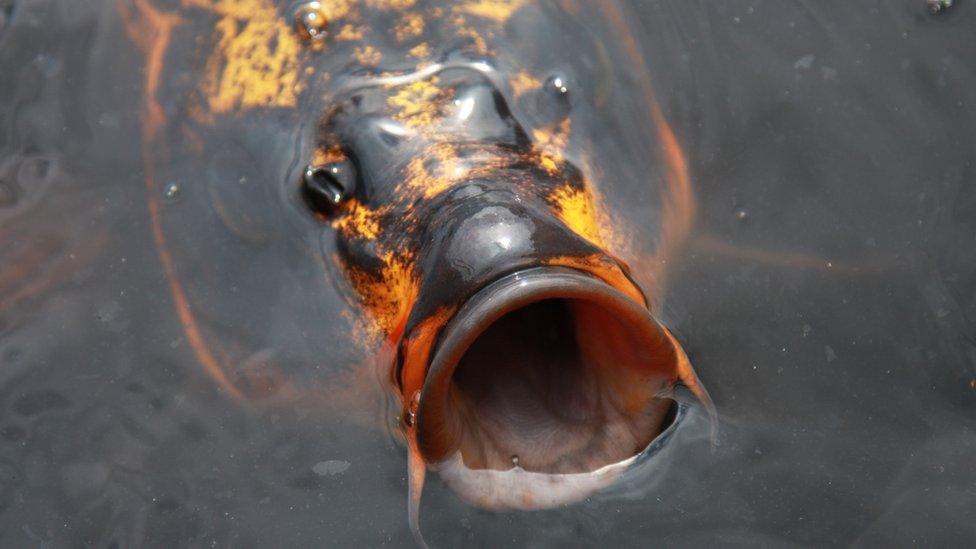 Koi carp in a pond