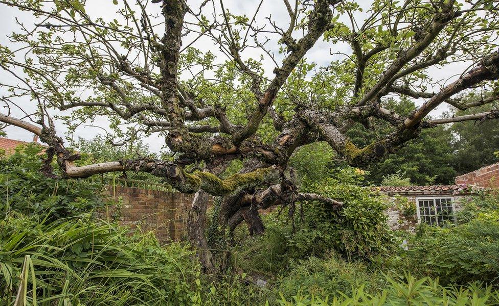 Original Bramley apple tree