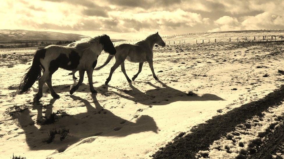 Two horses in the snow