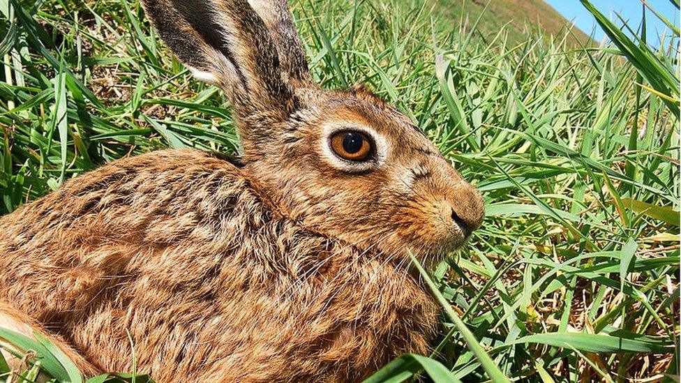 Brown hare [generic]