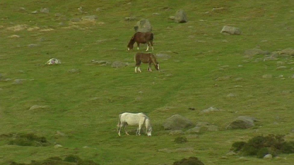 Mae'r merlod wedi crwydro mynyddoedd y Carneddau ers cannoedd o flynyddoedd