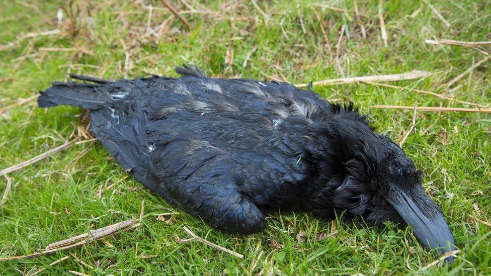 Dead raven