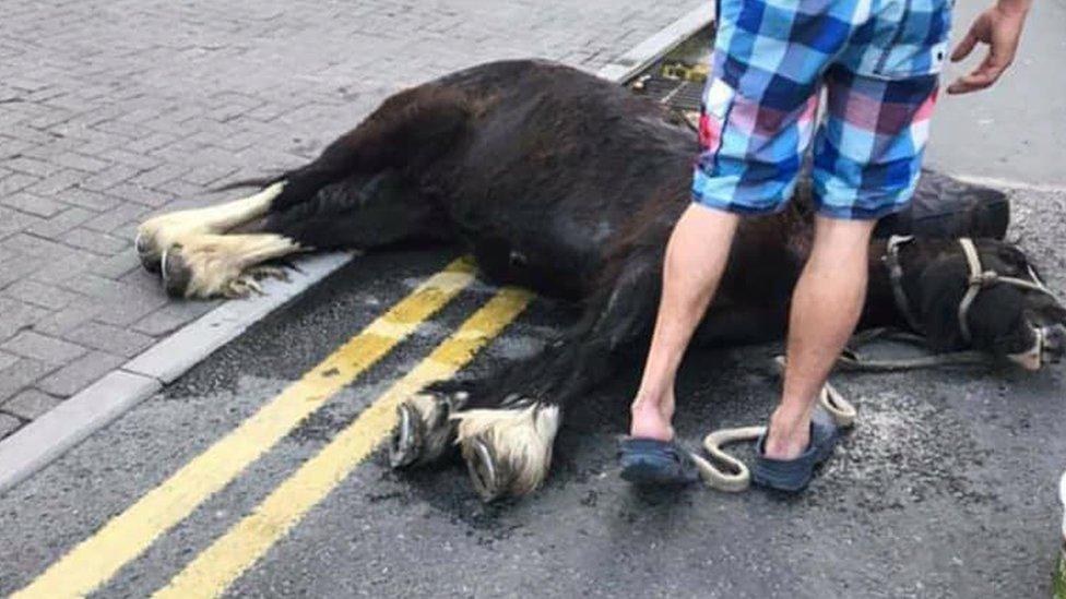 A collapsed horse on Westgate Street, Cardiff