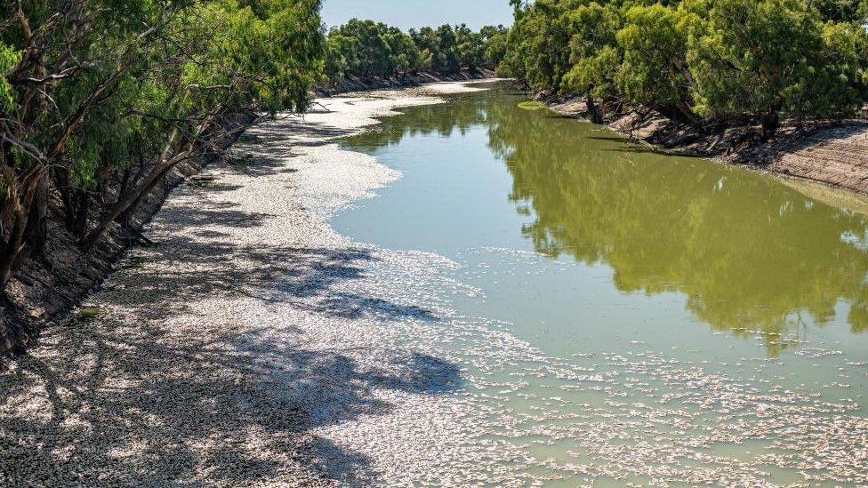 Dead fish in Menindee, NSW