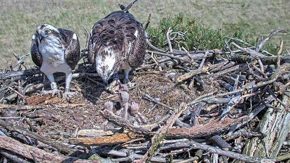 Osprey chicks being fed at Foulshaw Moss Nature Reserve