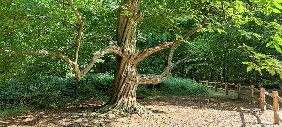 Hornbeam England