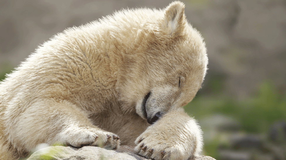 Polar bear cub