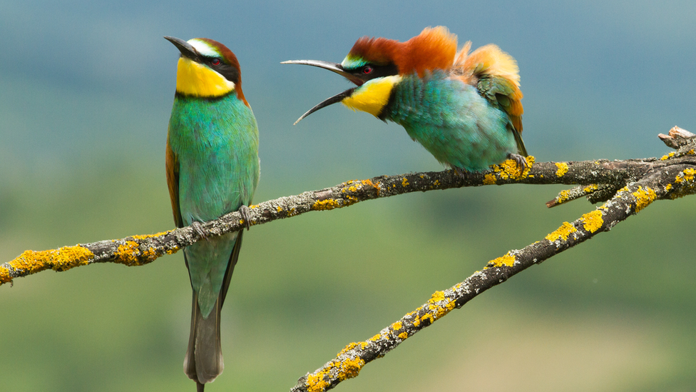 Two croatian birds fighting. On the left one is looking away and on the right the other has it's beak open as if it is shouting at its partner.