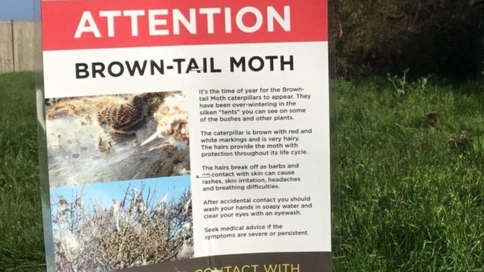 Notice about brown-tail moth