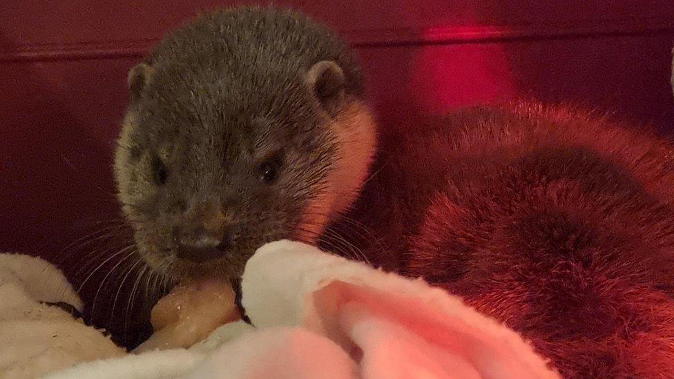 The rescued otter cub