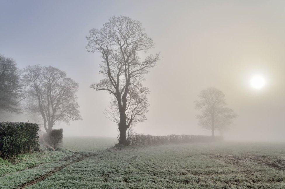 Trees in the Mist by Chris Lewis