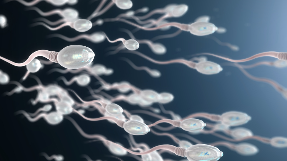 Sperm