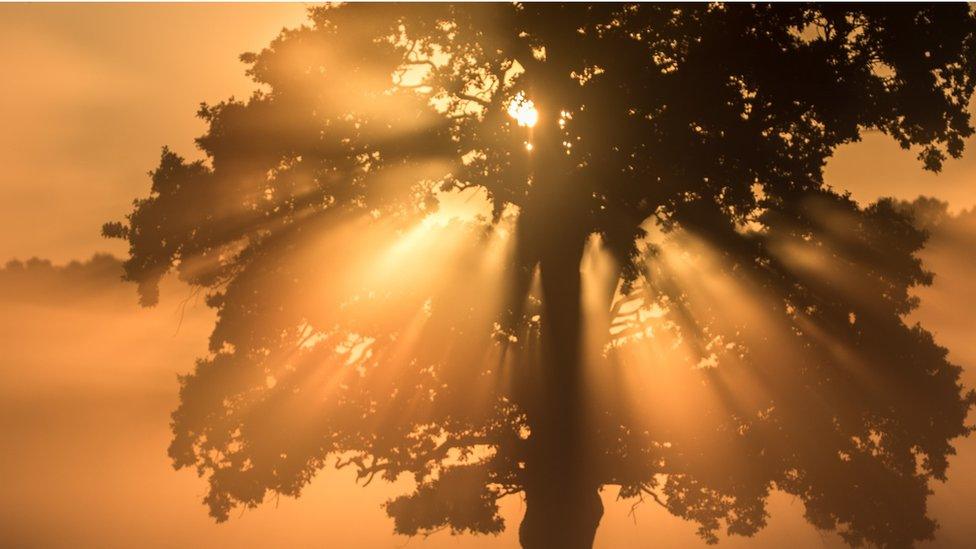 Oak tree in morning sunlight