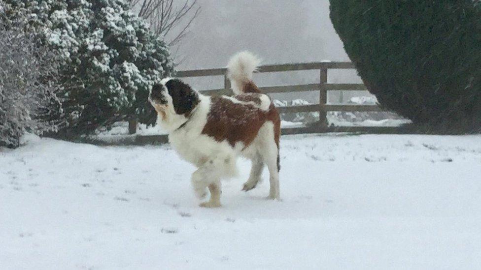 A dog enjoys the snow