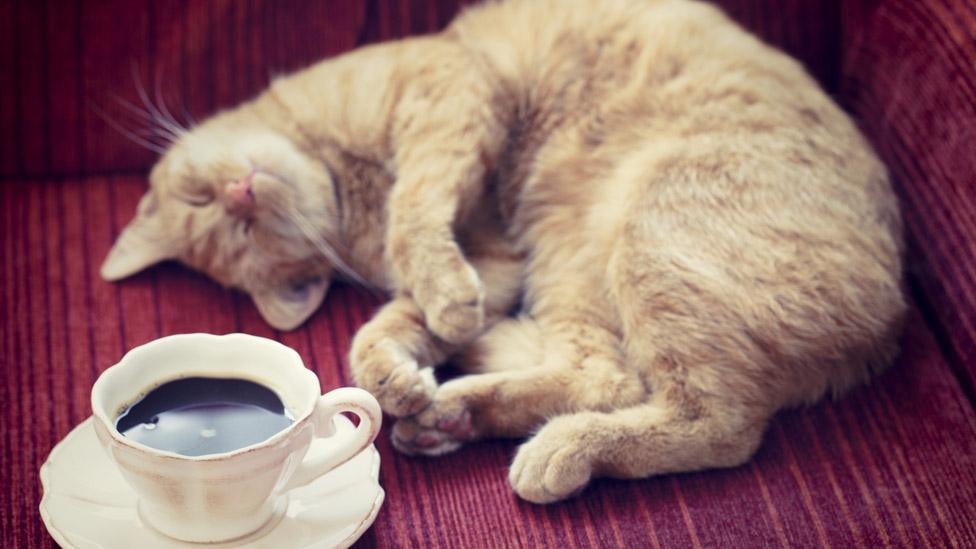 Cat and a cup of coffee