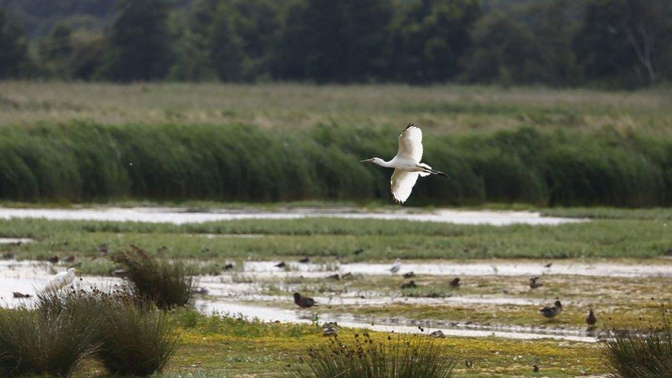 A stalk soars across a wetland habitat